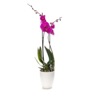 Purple Orchid (2 stem)