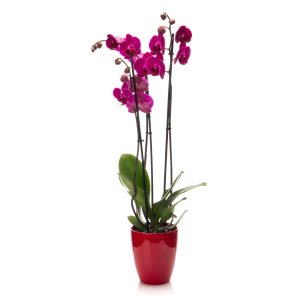 Orchidej v květináči fialová (3 výh.)