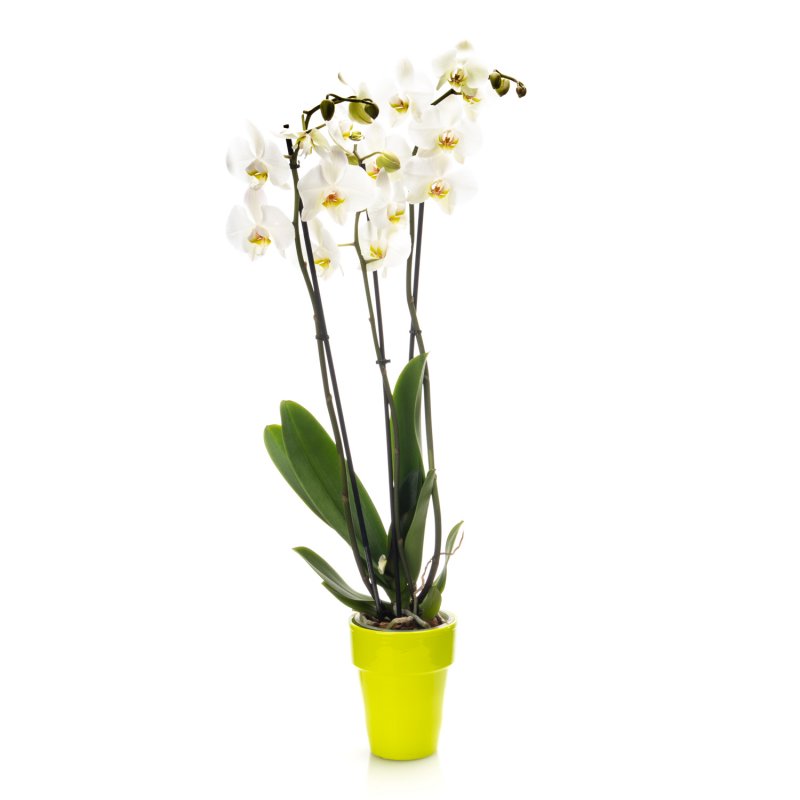 Orchidej v květináči bílá (3 výh.)